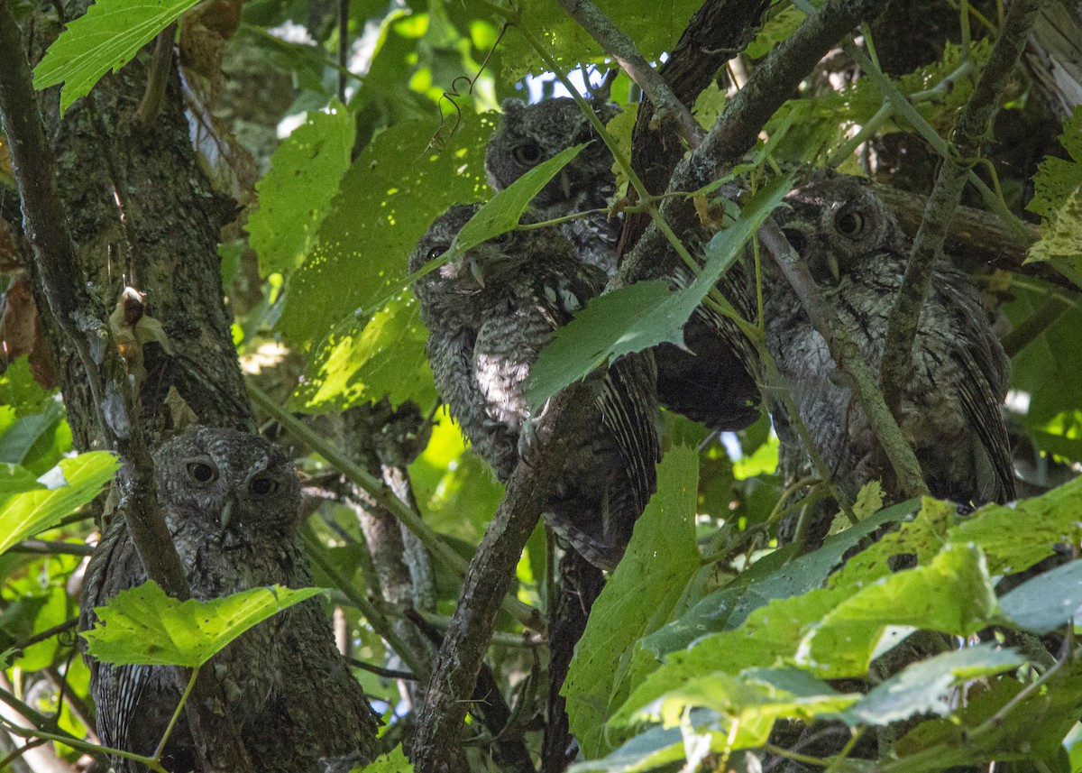 Eastern Screech-Owl - ML641997909