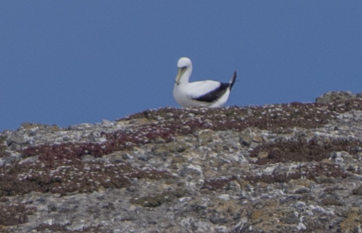 Masked Booby - ML641997910