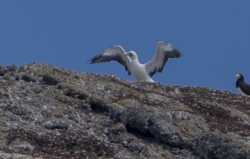 Masked Booby - ML641997912