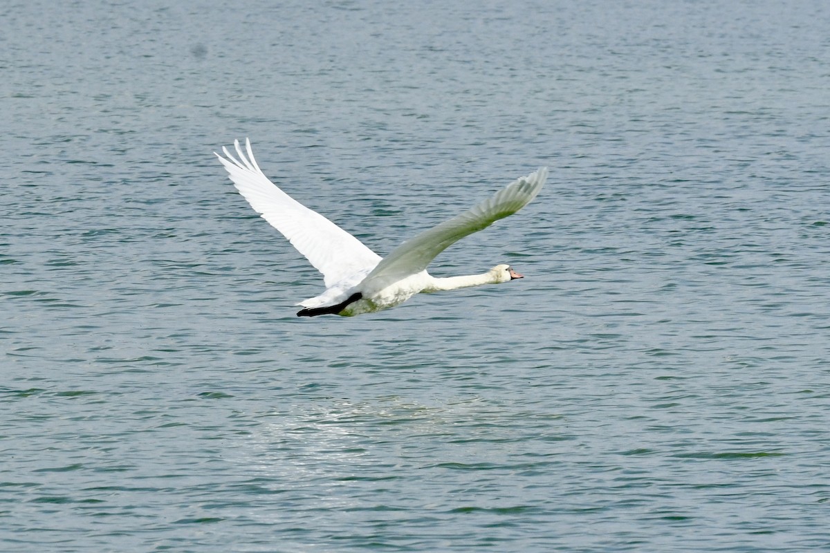 Mute Swan - ML641997918