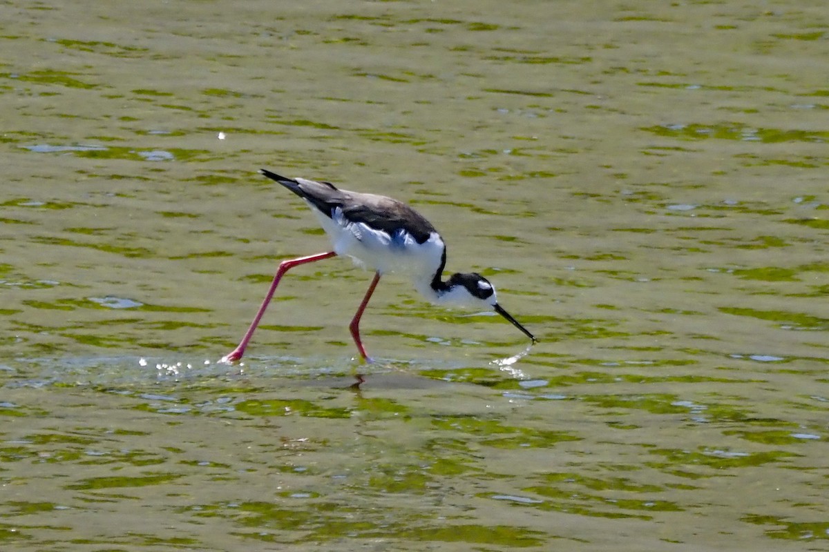 Black-necked Stilt - ML641997921