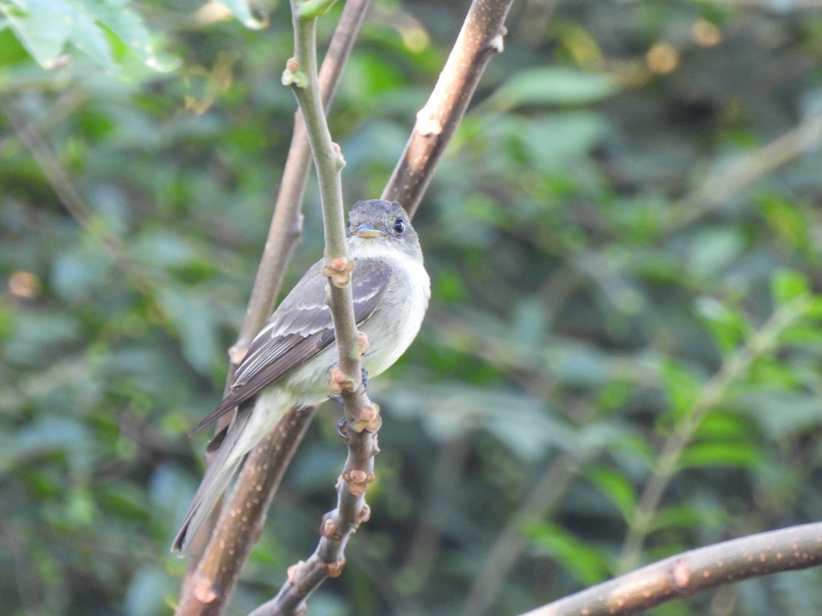 Eastern Wood-Pewee - ML641997923