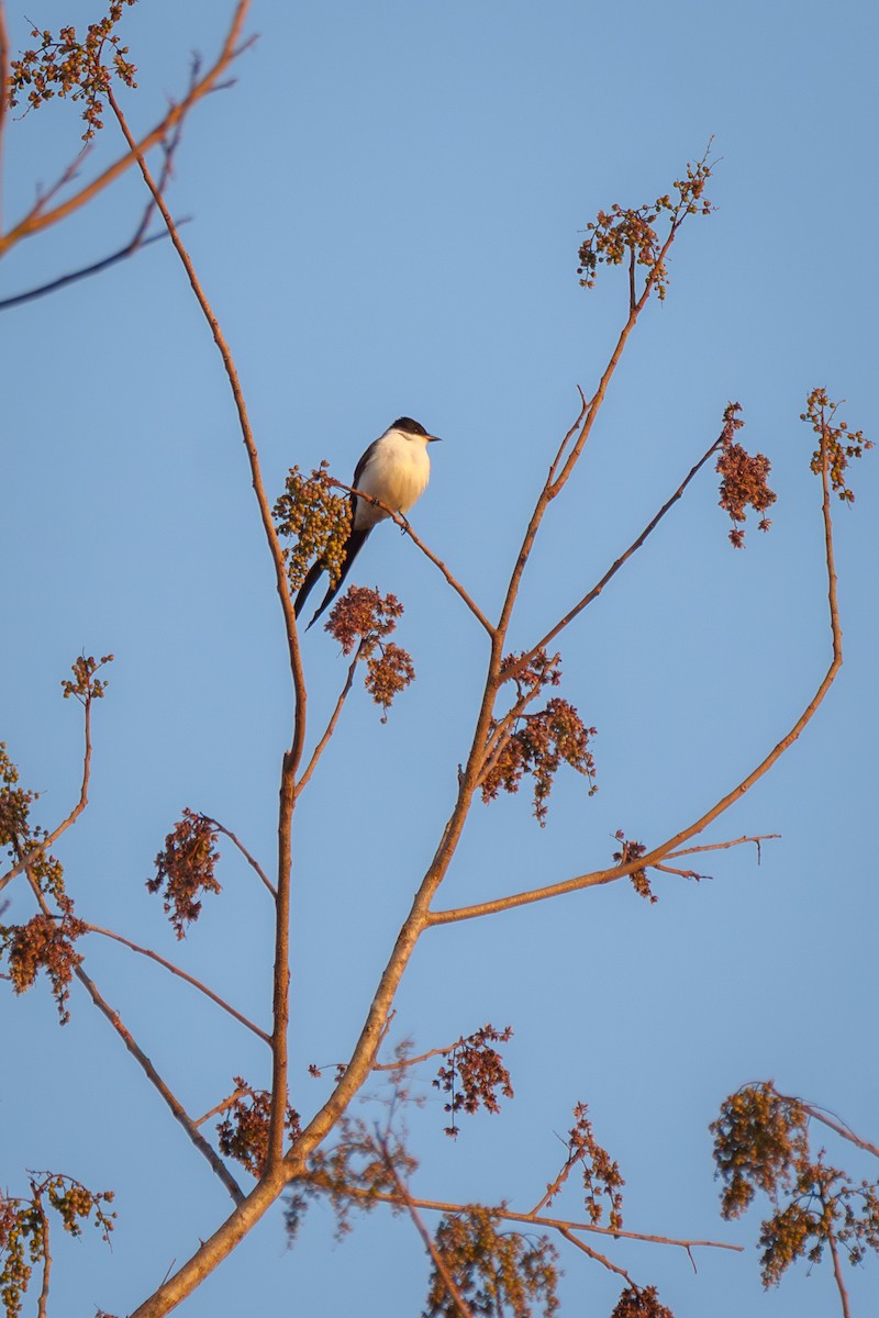 Fork-tailed Flycatcher - ML641997935
