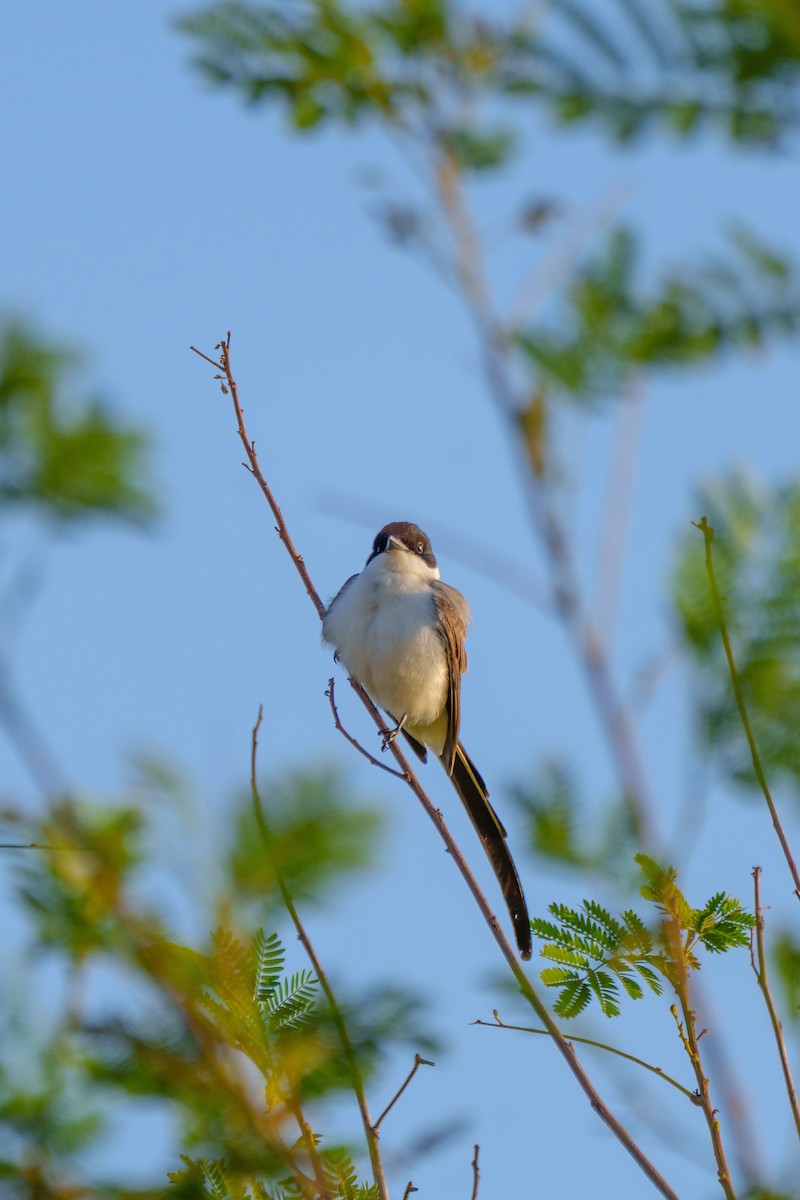 Fork-tailed Flycatcher - ML641997936