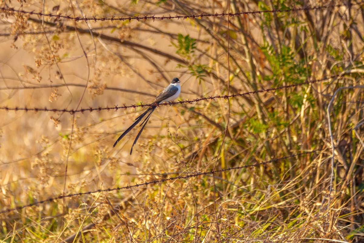 Fork-tailed Flycatcher - ML641997937
