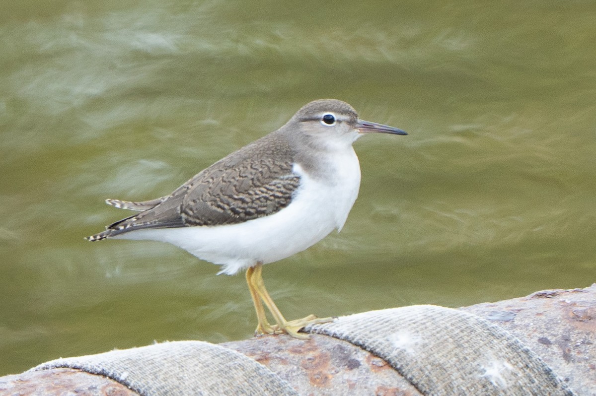 Spotted Sandpiper - ML641997939