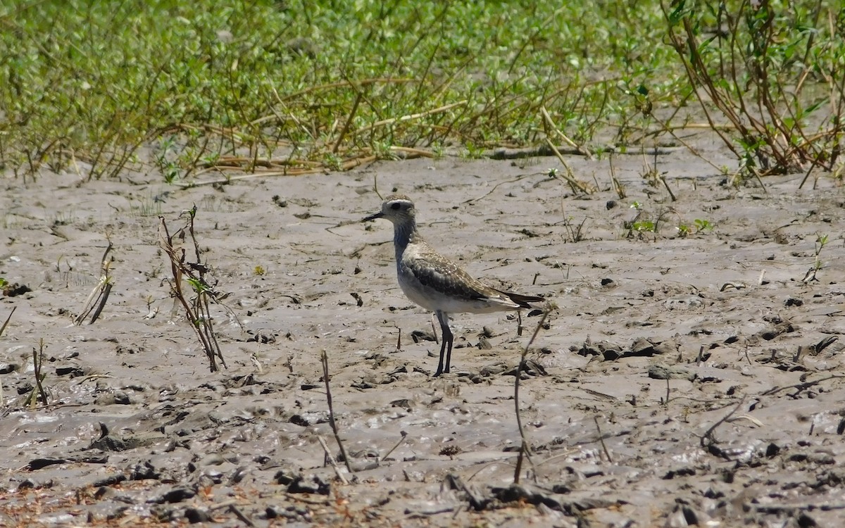 American Golden-Plover - ML641997943