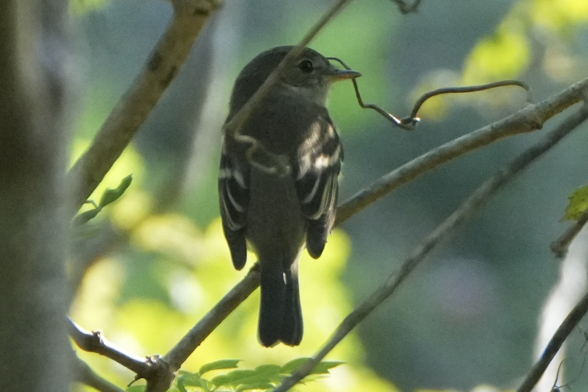 Least Flycatcher - ML641997948