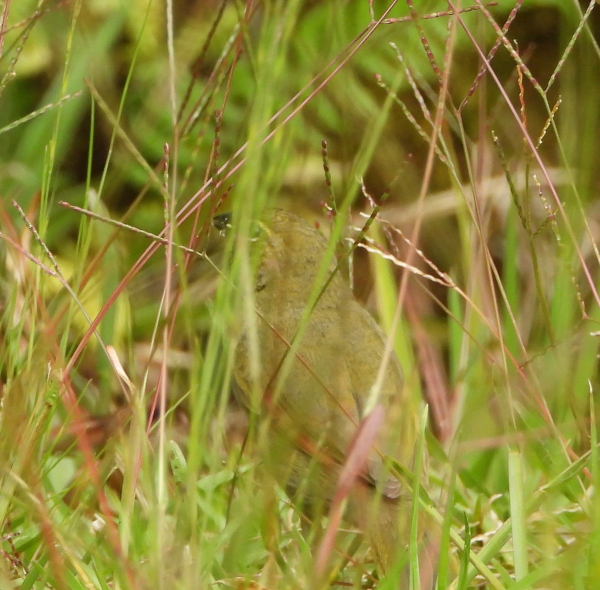 Yellow-faced Grassquit - ML641997949