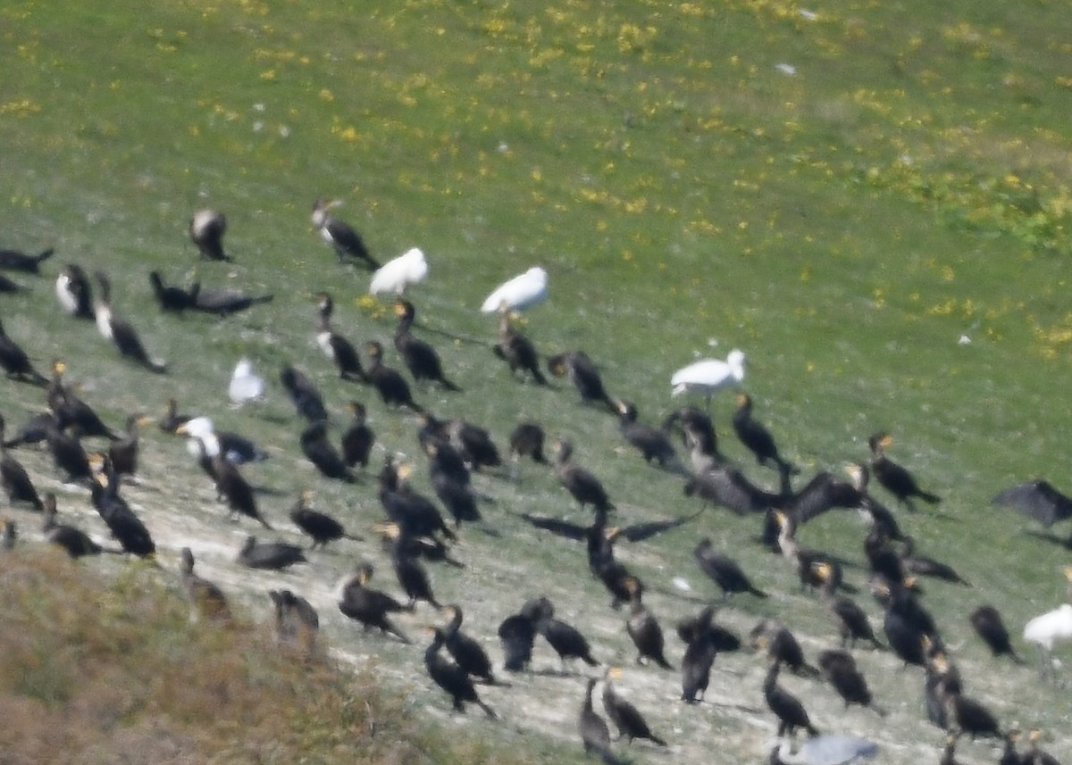 Huîtrier pie - ML641997950