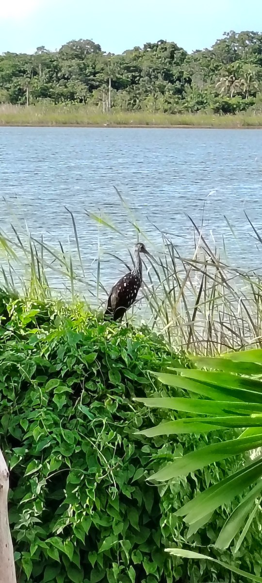 Limpkin - ML641997951