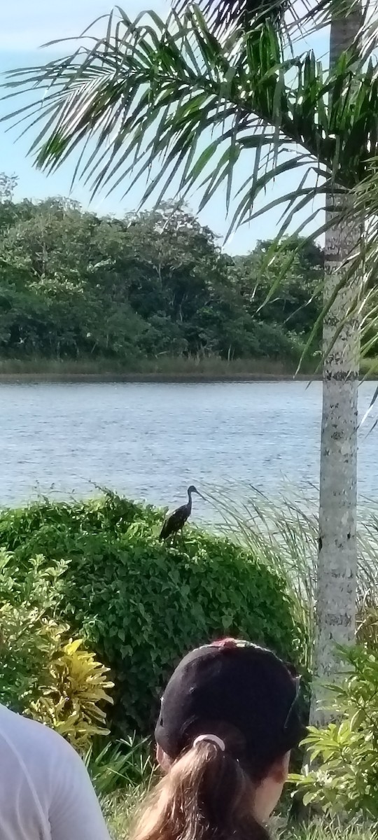 Limpkin - ML641997952