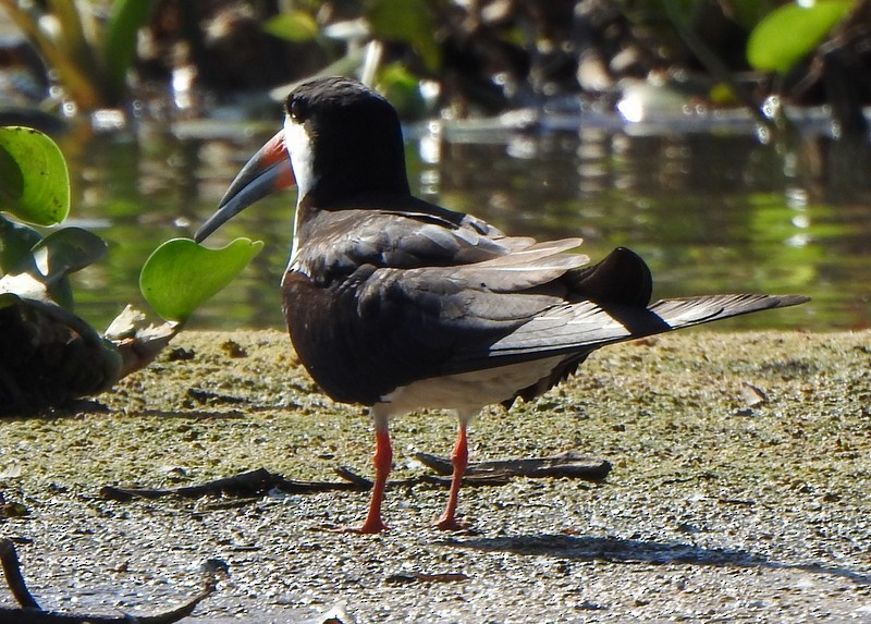 Black Skimmer - ML641997956