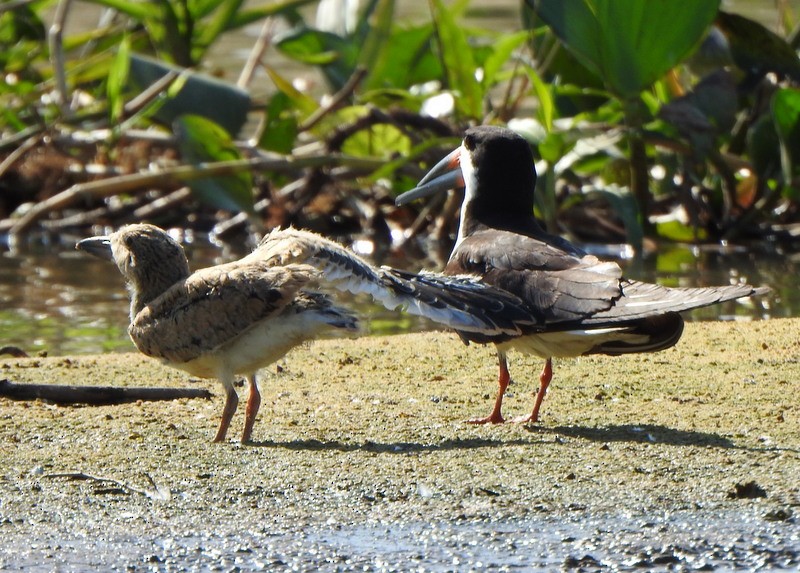 Black Skimmer - ML641997957