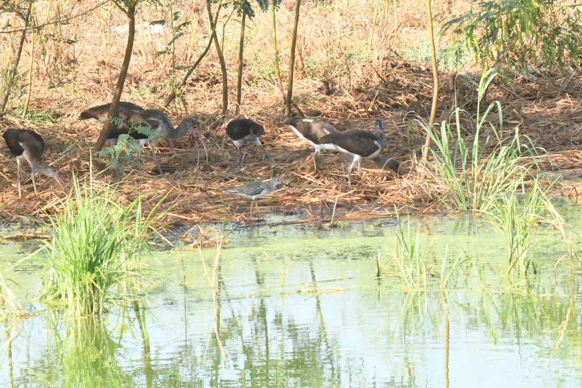 Lesser Yellowlegs - ML641997958