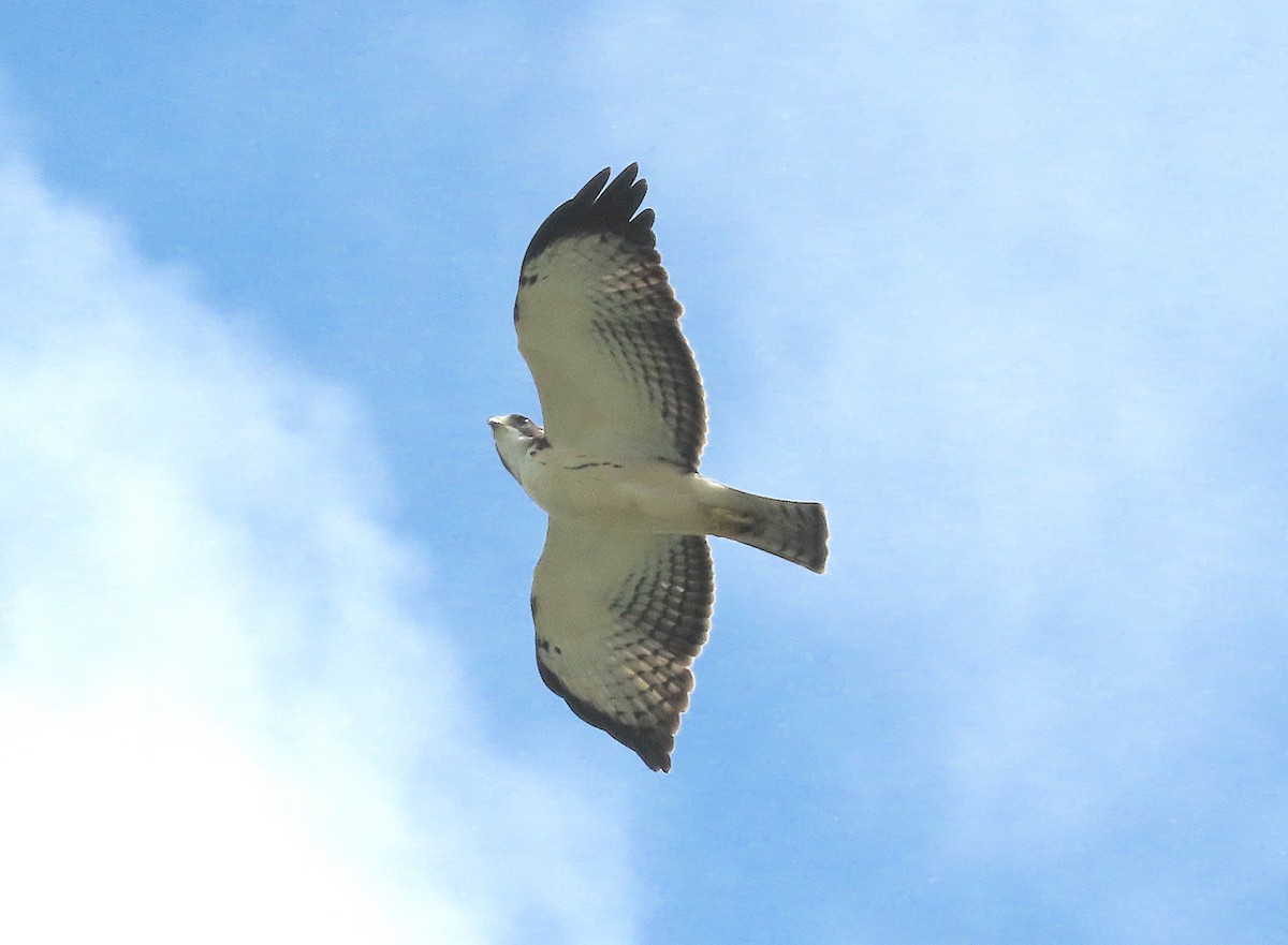 Short-tailed Hawk - ML641997959