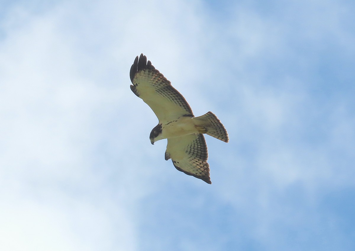 Short-tailed Hawk - ML641997960