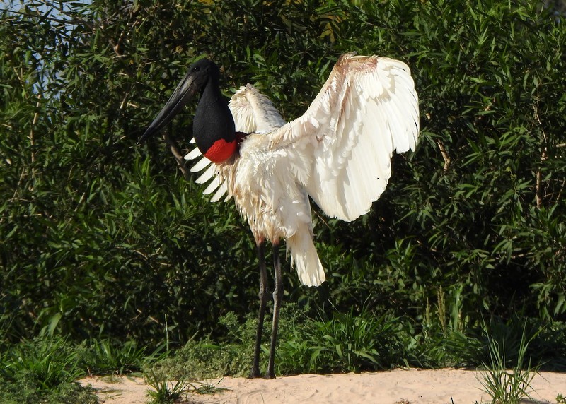 Jabiru - ML641997961