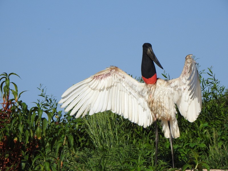 Jabiru - ML641997962