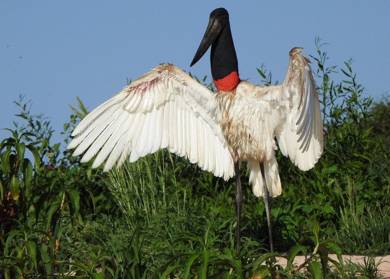 Jabiru - ML641997963