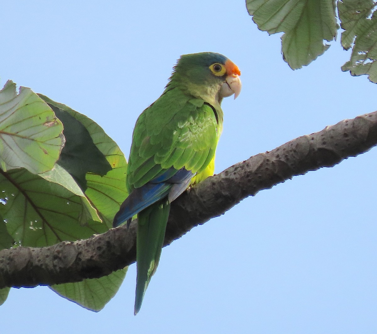 Orange-fronted Parakeet - ML641997964