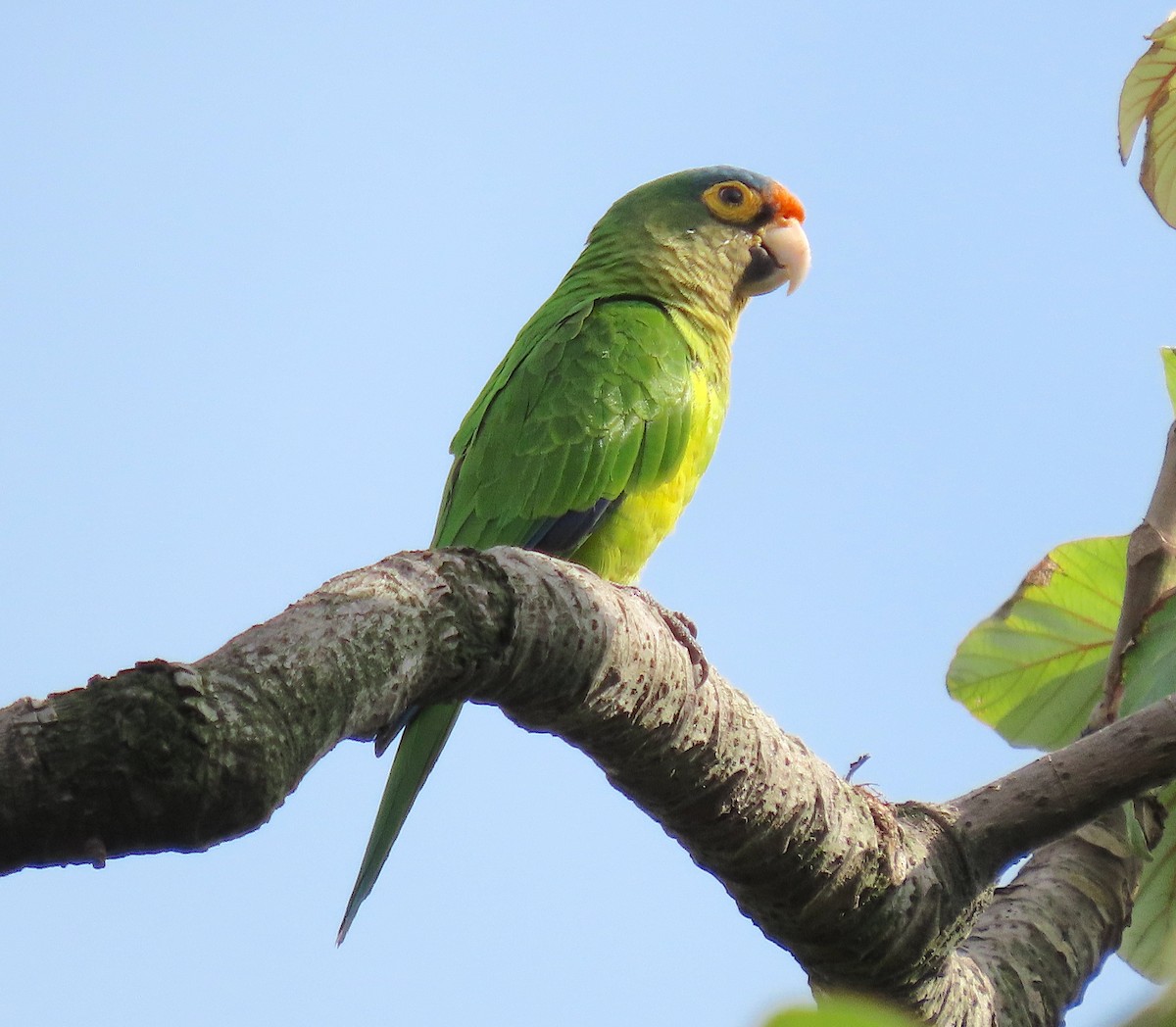 Orange-fronted Parakeet - ML641997966