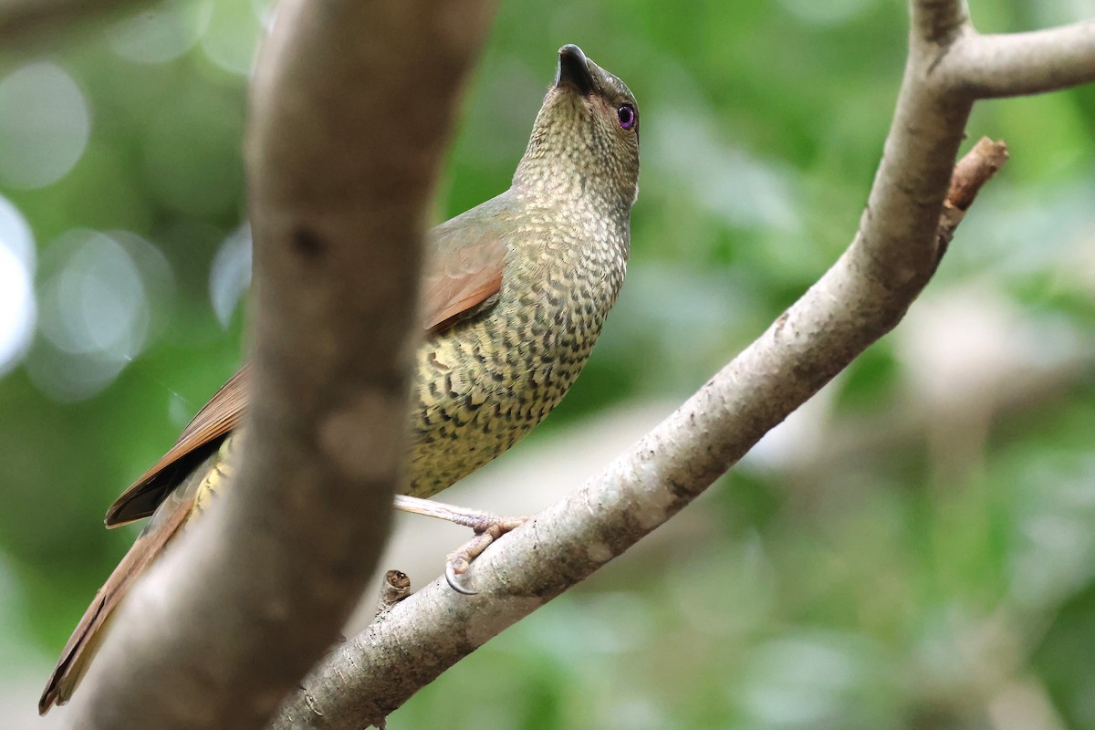 Satin Bowerbird - ML641997967