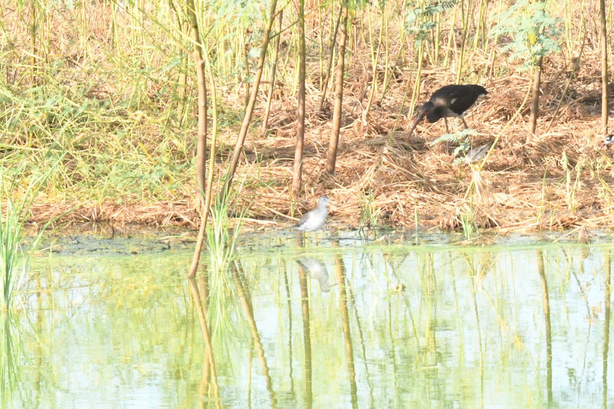 Greater Yellowlegs - ML641997970