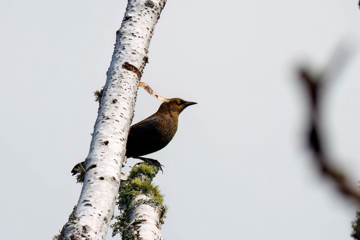 Rusty Blackbird - ML641997972