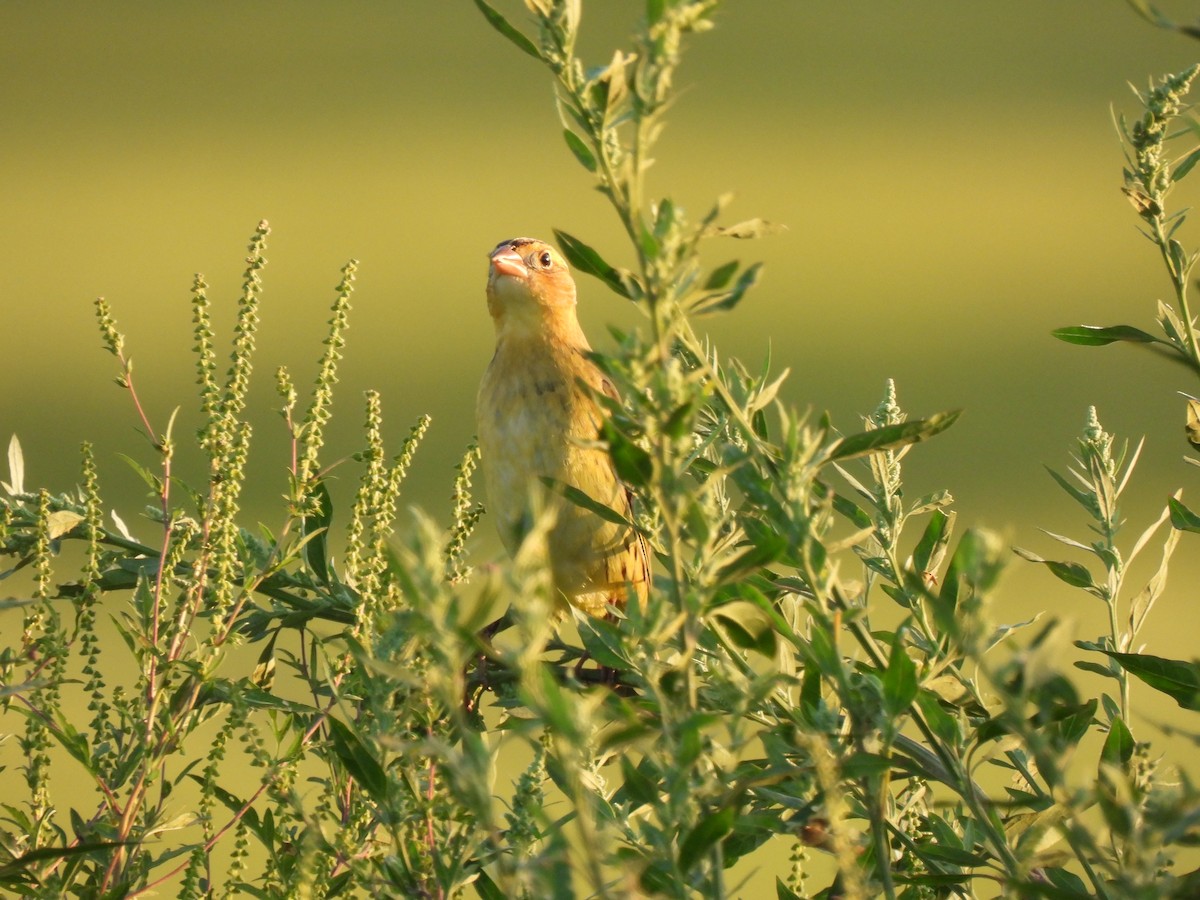 Bobolink - ML641997984