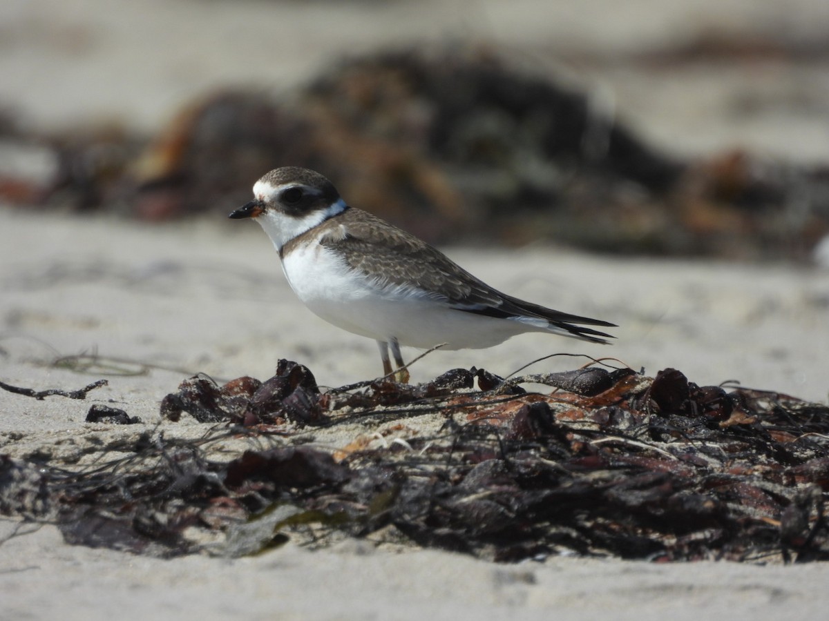 Semipalmated Plover - ML641997985