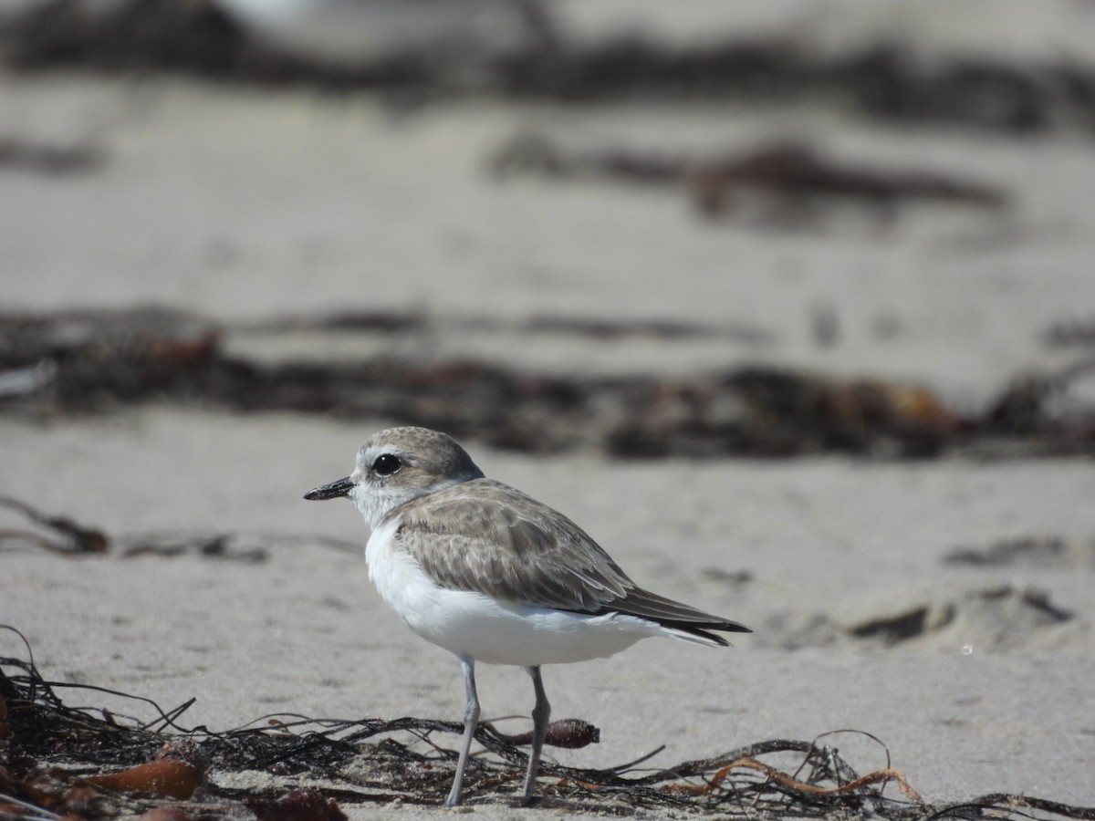 Snowy Plover - ML641997990