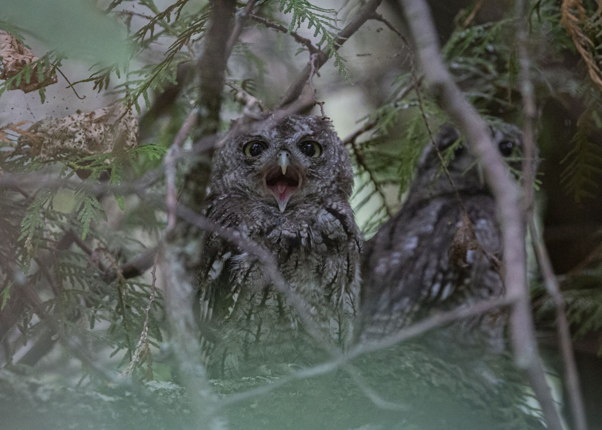 Eastern Screech-Owl - ML641997993