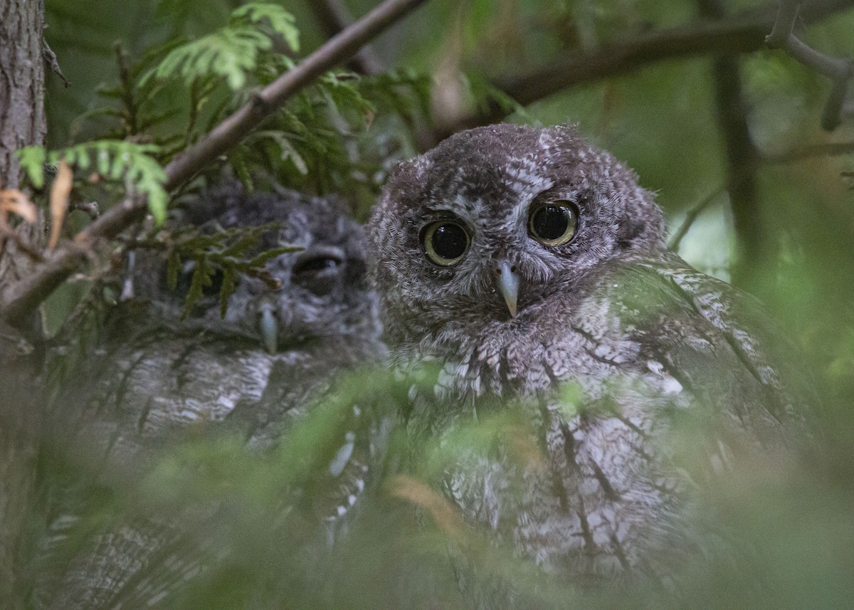 Eastern Screech-Owl - ML641997994