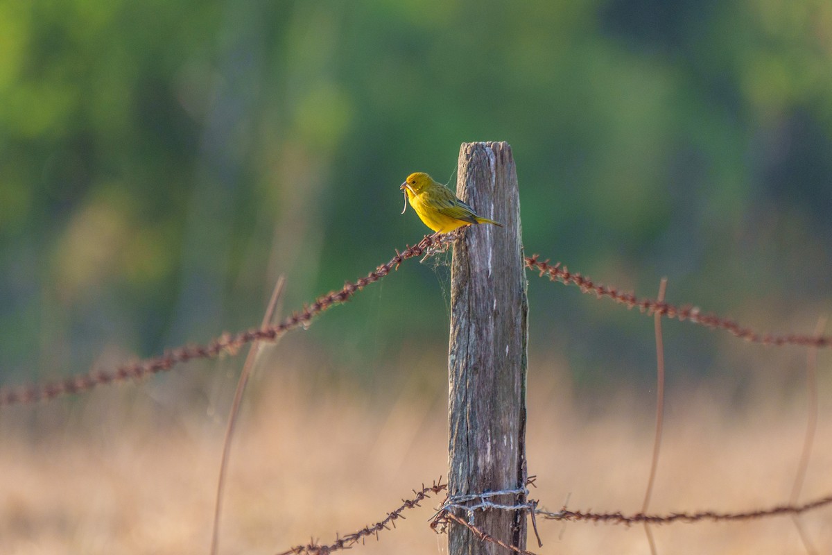 Saffron Finch - ML641997995