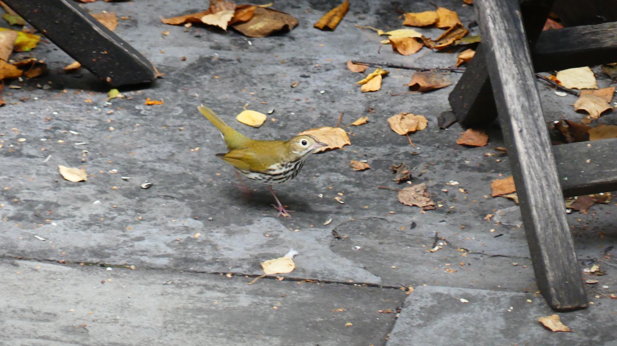 Ovenbird - ML641997996