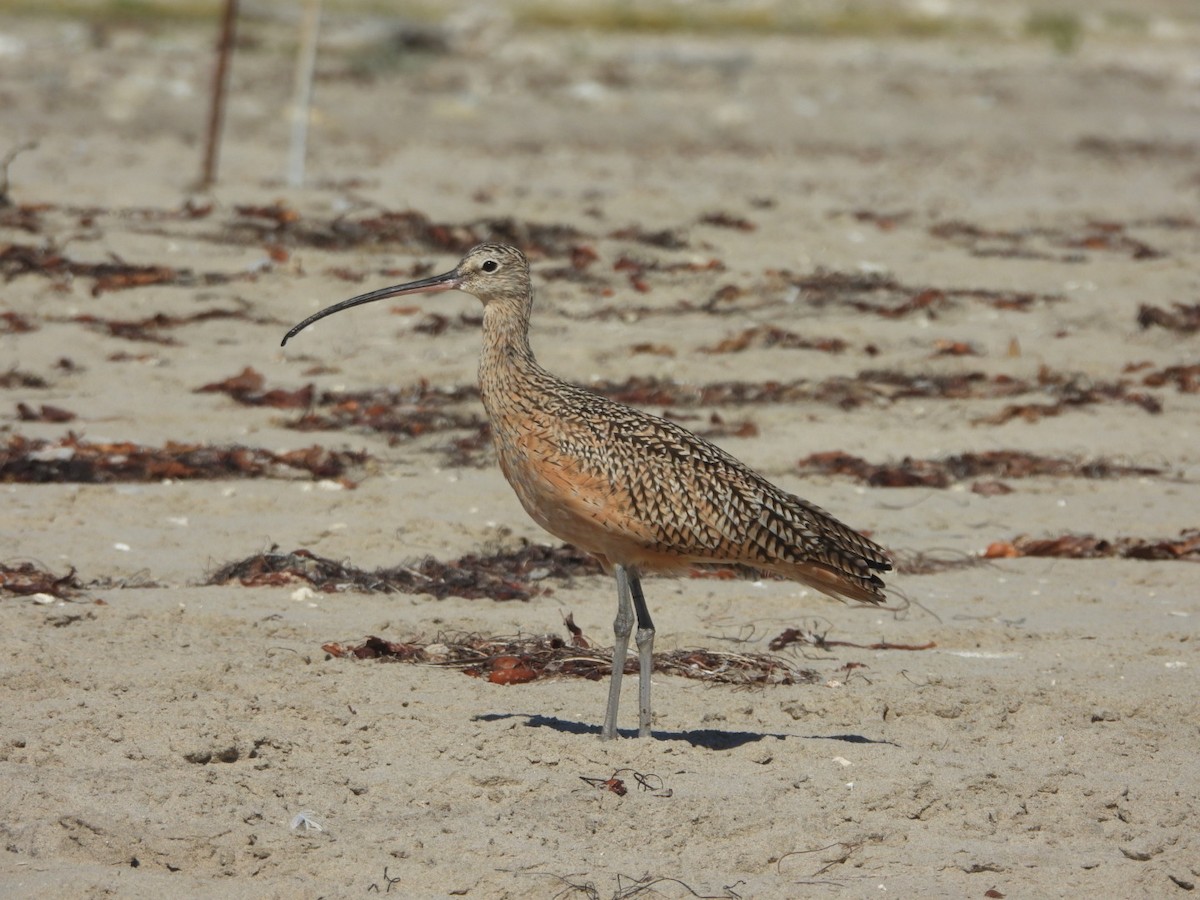 Long-billed Curlew - ML641997997