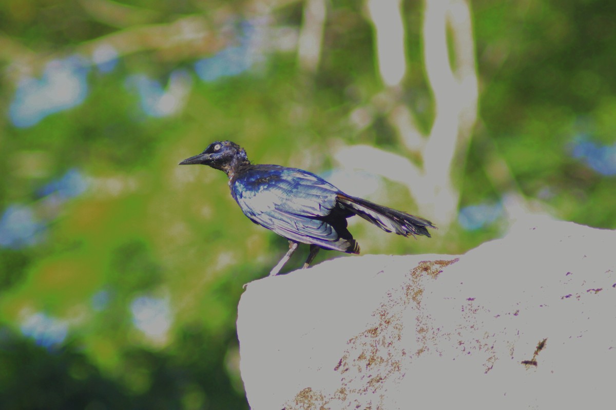 Great-tailed Grackle - ML641998000