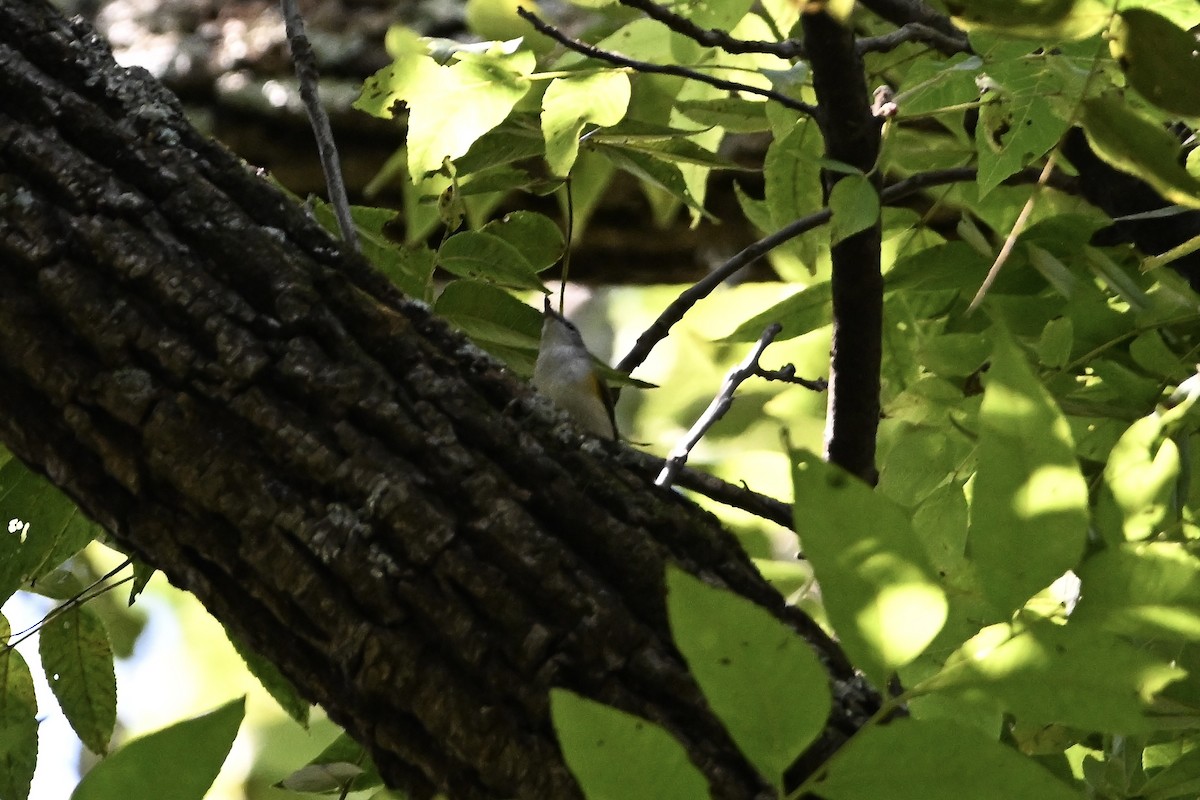 American Redstart - ML641998004