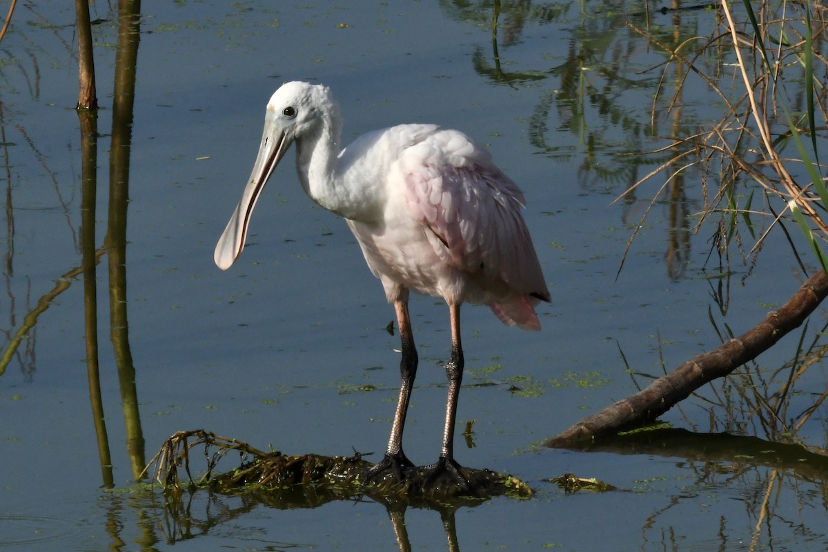 Espátula Rosada - ML641998021