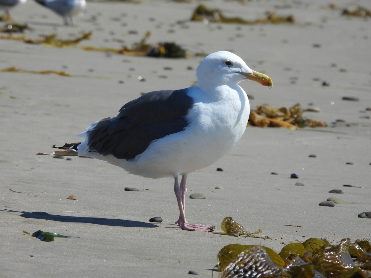 Western Gull - ML641998022