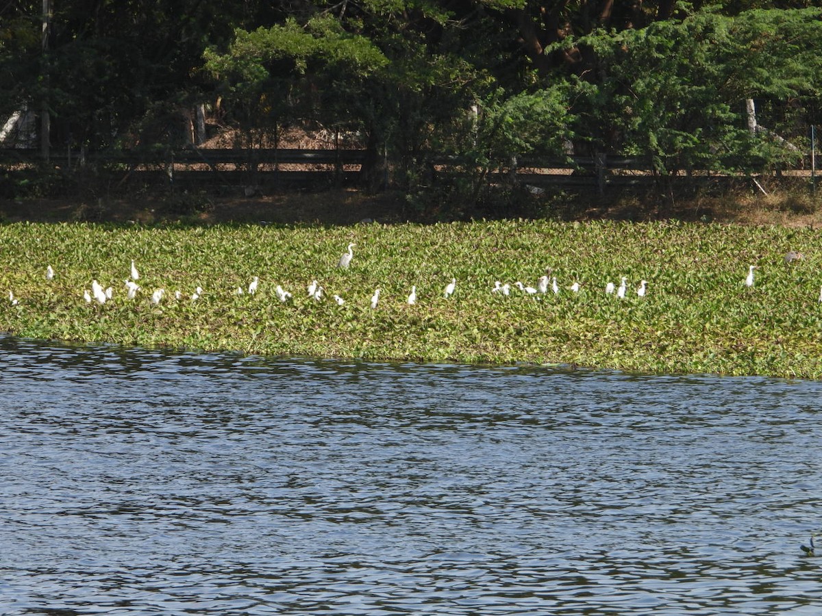 Grande Aigrette ou Héron intermédiaire - ML641998027