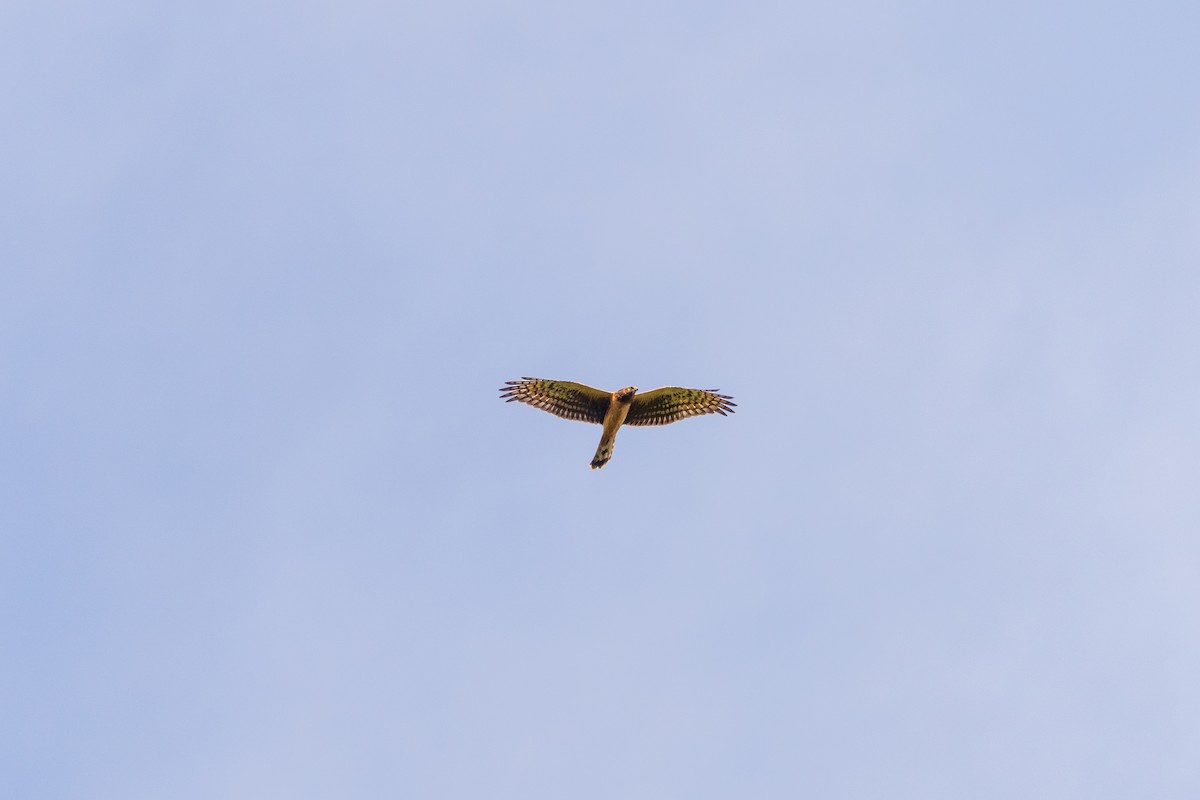 Northern Harrier - ML641998034