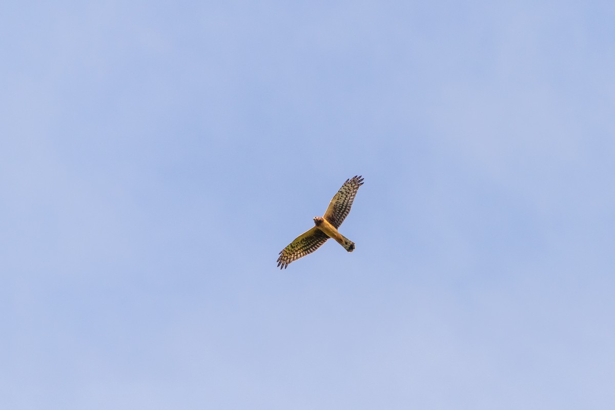 Northern Harrier - ML641998035