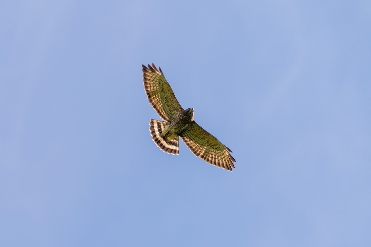 Broad-winged Hawk - ML641998037