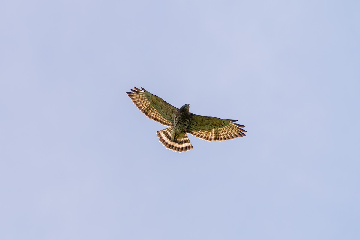 Broad-winged Hawk - ML641998039