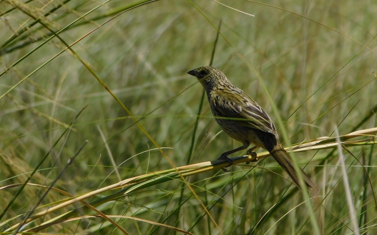 Great Pampa-Finch - ML641998053