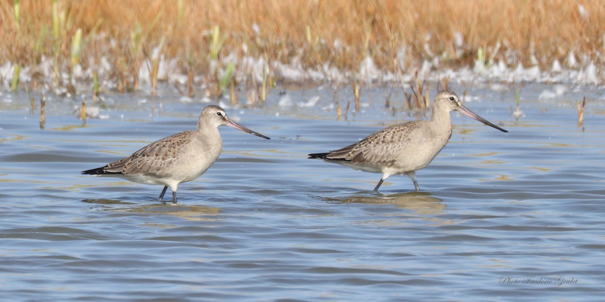 Hudsonian Godwit - ML641998057