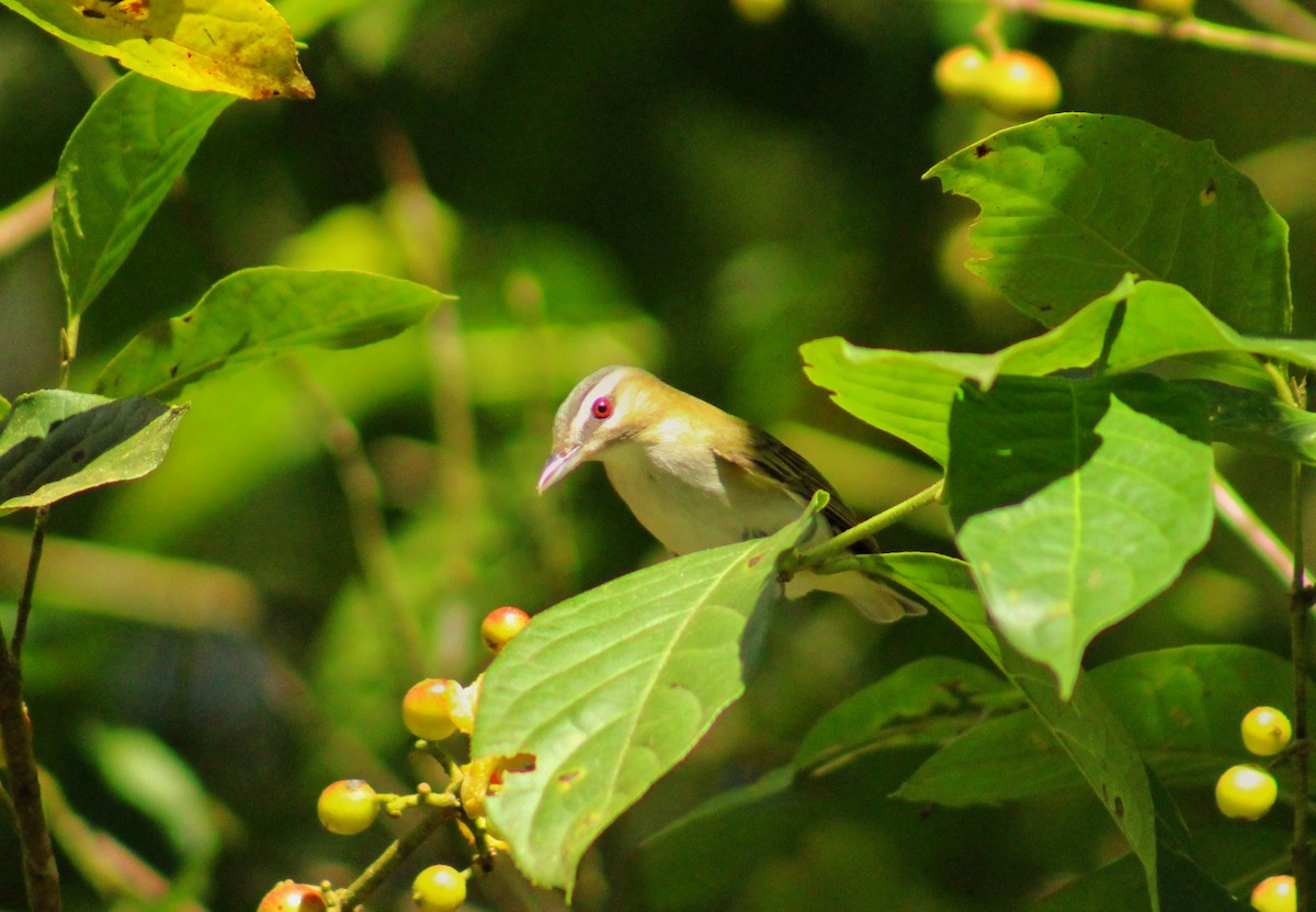 Red-eyed Vireo - ML641998070