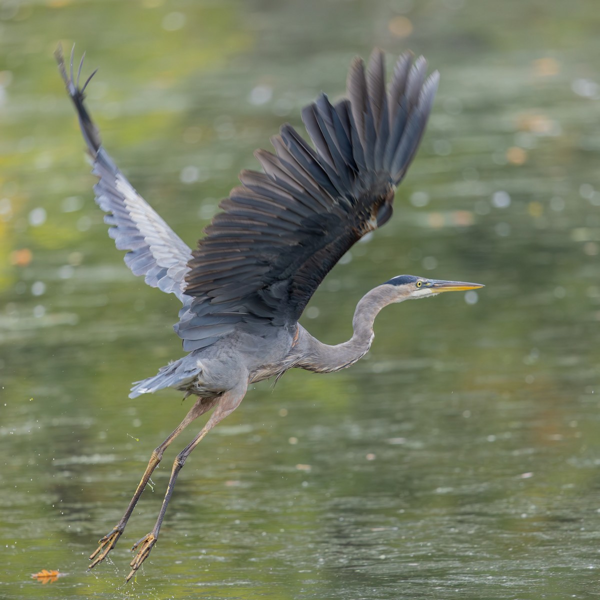Great Blue Heron - ML641998073